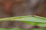 Thin paspalum